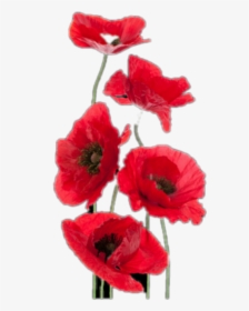 #freetoedit #red #flowers #poppies - Fiore Donne E Anima Buongiorno, HD Png Download, Free Download