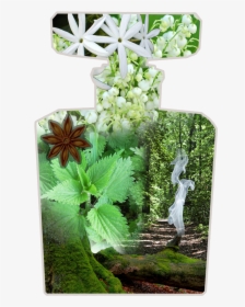 Cow Parsley, HD Png Download, Free Download