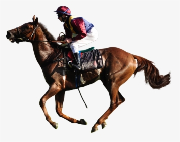 Animal, Horse, Racing, Jockey - Jockey Horse Transparent Background, HD Png Download, Free Download