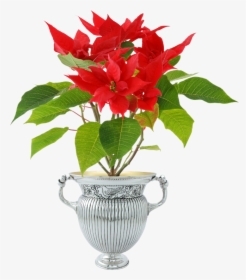 Forgetmenot In Pots - Poinsettia Plant, HD Png Download, Free Download