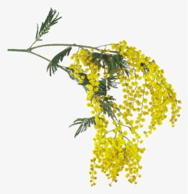 #flowers #yellow #overlay #mimosa #acacia #pretty #tree - Acacia Dealbata Drawing, HD Png Download, Free Download