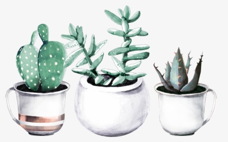 Cactuses In Pots - Succulent Plant, HD Png Download, Free Download