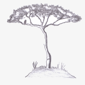 Eventual Size Of Acacia Pravissima - Acacia Tree Drawing Png, Transparent Png, Free Download