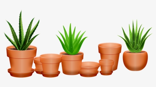 Aloe Vera, Cactus, Succulent, Pots, Green, Nature, - Aloe Vera, HD Png Download, Free Download