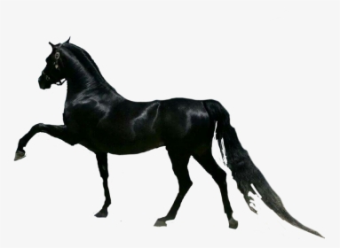 #horse #horses #cavalo - Black Arabian Horse, HD Png Download, Free Download
