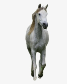 Cavalo Branco Em Png - Horse, Transparent Png, Free Download