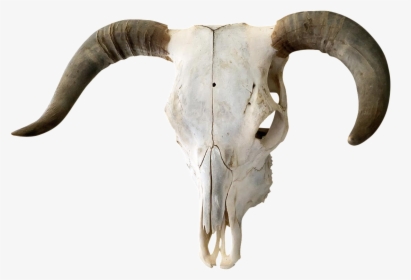 Transparent Bull Skull Png, Png Download, Free Download