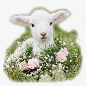 Carneiro Branco - Baby Animals With Flowers, HD Png Download, Free Download