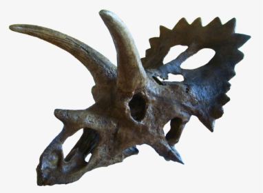 Anchiceratops Skull, HD Png Download, Free Download