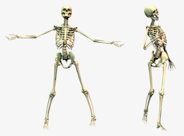 Download This High Resolution Skeleton - Transparent Spooky Skeleton, HD Png Download, Free Download