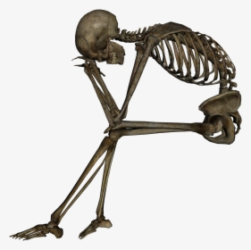 Best Free Skeleton - Skeleton Transparent Background, HD Png Download, Free Download