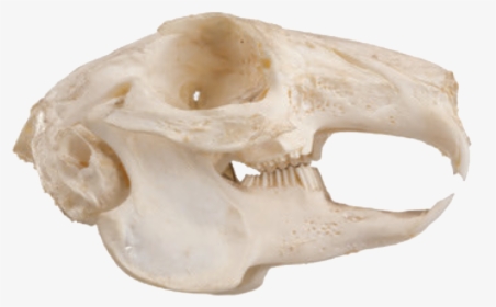 Squirrel Skull, HD Png Download, Free Download