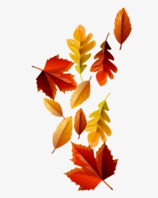 Fall Leaves - Autumn, HD Png Download, Free Download