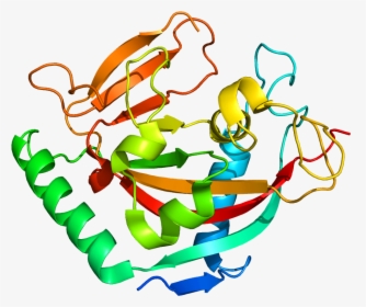 Protein Tnks2 Pdb 3kr7 - Protein Png, Transparent Png, Free Download