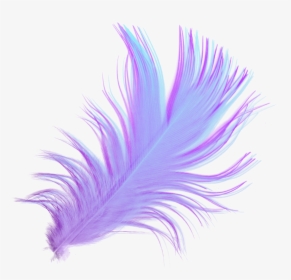 Feather Download Desktop Wallpaper Drawing Portable - Feathers With Transparent Back Ground, HD Png Download, Free Download