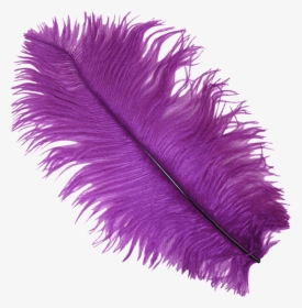 Purple Ostrich Feather Plume - Transparent Background Purple Feather Clipart, HD Png Download, Free Download