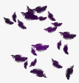 Mq Purple Feather Feathers Floating - Floating Feathers Png, Transparent Png, Free Download