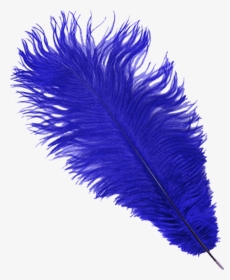 Regal Blue Ostrich Feather Plume - Feather, HD Png Download, Free Download