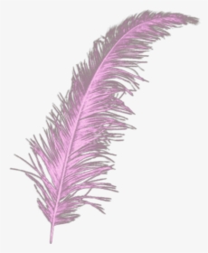 #quill #feather #purple - Transparent Gold Feather Png, Png Download, Free Download