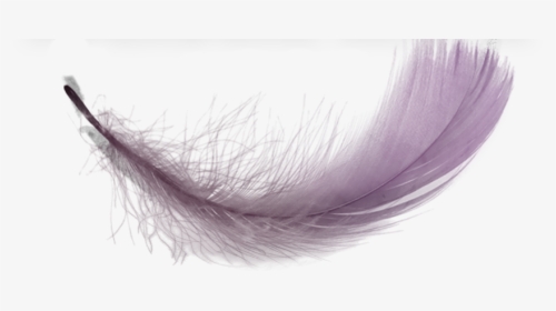 Lace Wig, HD Png Download, Free Download