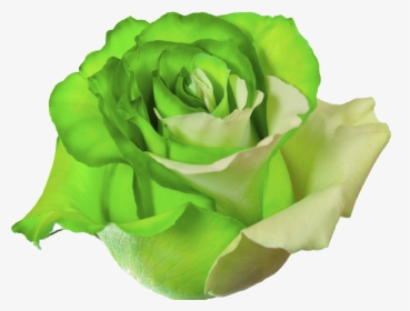 Mint Green Roses Png - Flower Rose Green Png, Transparent Png, Free Download