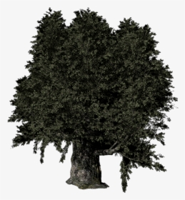Olive Tree - Red Pine, HD Png Download, Free Download