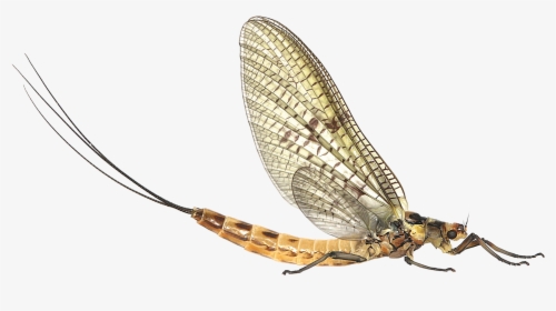 Mayfly Png Clipart - Mayfly Png, Transparent Png, Free Download
