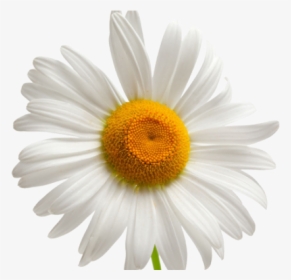 Chamomile Png Transparent Images - Chamomile Png Transparent, Png Download, Free Download