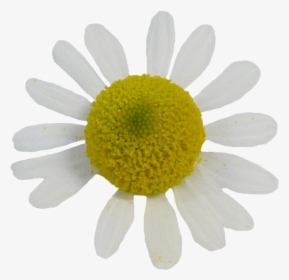 Kamille - Oxeye Daisy, HD Png Download, Free Download