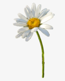 Freetoedit Chamomile Sticker - Oxeye Daisy, HD Png Download, Free Download