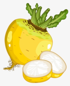 Radish Vector Turnip - Cartoon Yellow Turnip, HD Png Download, Free Download