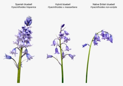 Bluebell Png Transparent Image - Bluebell Png, Png Download, Free Download