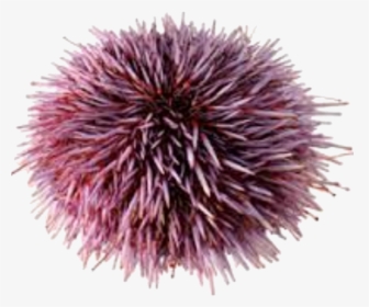Sea Urchin No Background , Png Download - Sea Urchin Clear Background, Transparent Png, Free Download