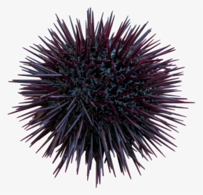 Riccio Di Mare - Transparent Sea Urchin Png, Png Download, Free Download