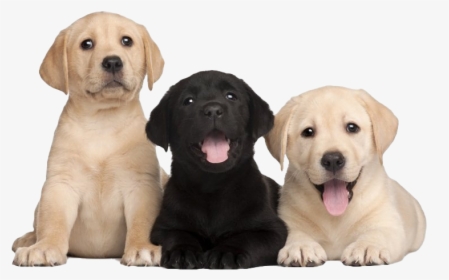 Labrador Retriever Puppy Png Free Image - Labrador Puppies Png, Transparent Png, Free Download
