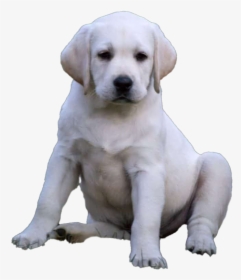 Labrador Retriever Puppy Png Images - Labrador Retriever, Transparent Png, Free Download