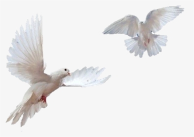 #white #doves - Transparent Background Dove Png, Png Download, Free Download