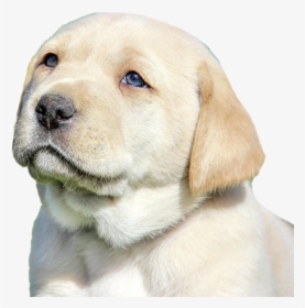 Labrador Retriever Puppy Png Image File - Labrador Retriever, Transparent Png, Free Download