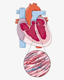 Coeur A - Hypoplastic Left Heart Syndrome Anatomy, HD Png Download, Free Download