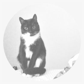 Nala , Png Download - Domestic Short-haired Cat, Transparent Png, Free Download