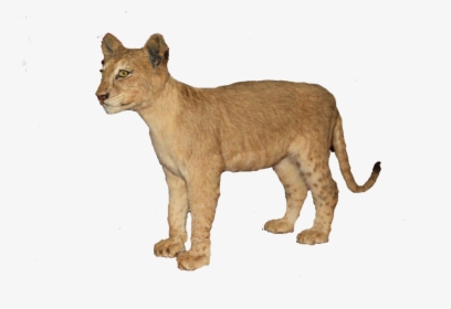 Baby Lion Png, Transparent Png, Free Download