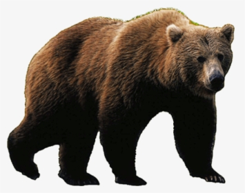 Bear Png Image - Grizzly Bear Png, Transparent Png, Free Download