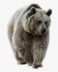 Brown Bear Png Image - Animals Images Hd Png, Transparent Png, Free Download