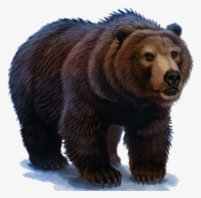 Bear Png Image - Harry Potter Bear, Transparent Png, Free Download