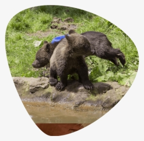 European Brown Bear Cubs At Liberty Bear Sanctuary - Grizzly Bear, HD Png Download, Free Download