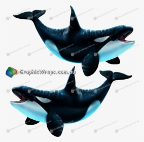 Cetaceans , Png Download - Killer Whale, Transparent Png, Free Download
