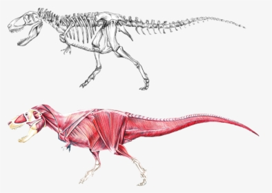 Anatomy Of A Dinosaur, HD Png Download, Free Download