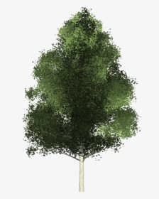 Trees From Above Png - Tree From Above Png, Transparent Png, Free Download