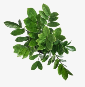 Zz Plant Care - Ilex Vomitoria, HD Png Download, Free Download