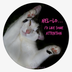 Odin Funny Cat Attention, HD Png Download, Free Download